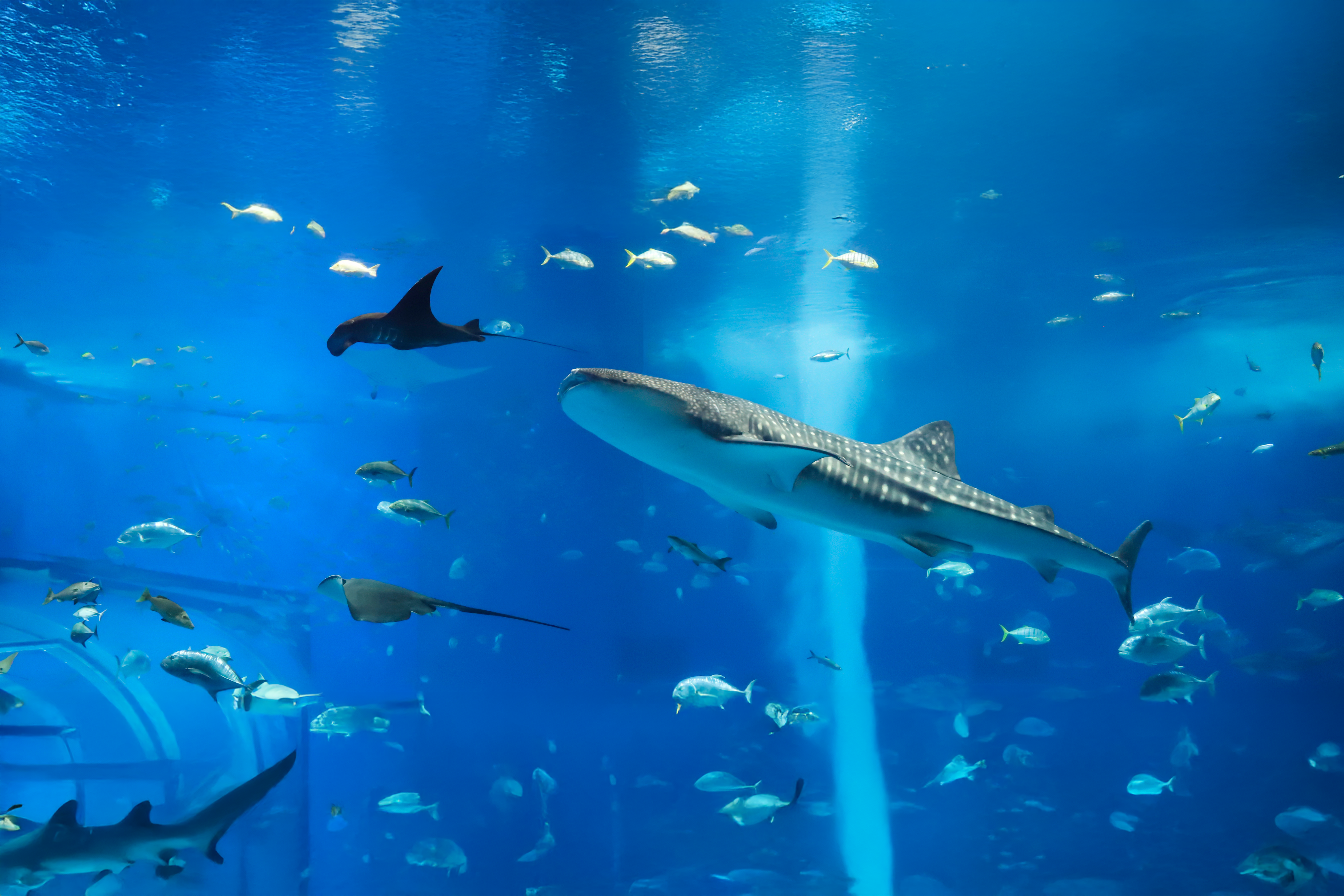 Large whale shark swimming in aquarium with various fish.